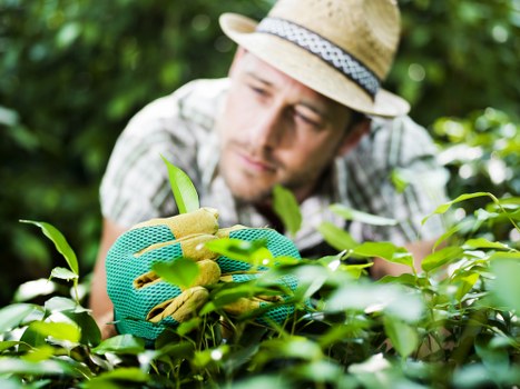 Legal terms document for landscaping services