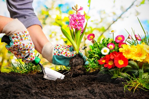 Fresh planting and lawn improvement for a Camdentown property